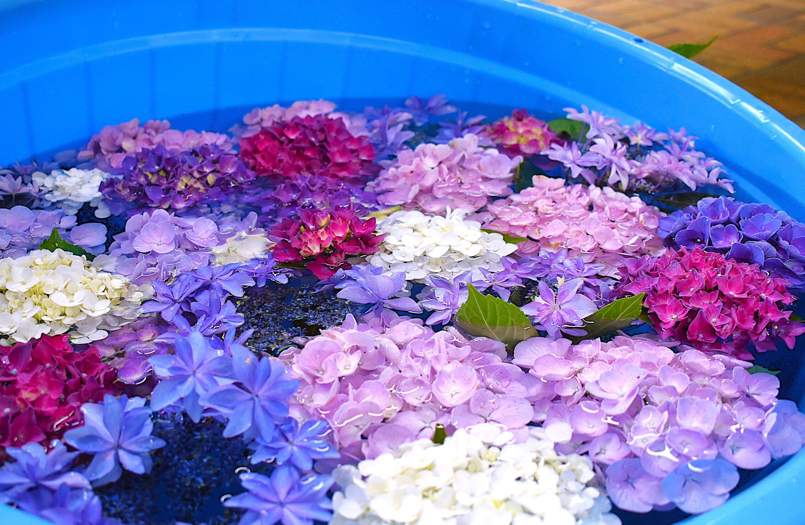紫陽花様　M〜L 3kg お住まい教えてください。 IMG_2023-06-03-13-01-38-608-1-